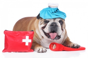 KAYSERİ KOCASİNAN Acil Müdahaleler ve Acil Servis