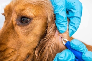 KAYSERİ KOCASİNAN Parazit Tedavisi