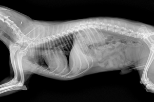 KAYSERİ KOCASİNAN Röntgen ve Laboratuvar Testleri